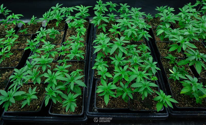 Cannabis Samen in der Küche: Rezepte und Zubereitungstipps