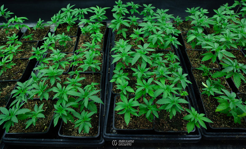 Cannabis Samen in der Küche: Rezepte und Zubereitungstipps